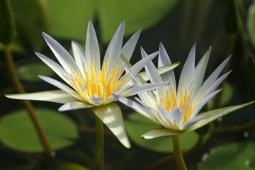Water lilies